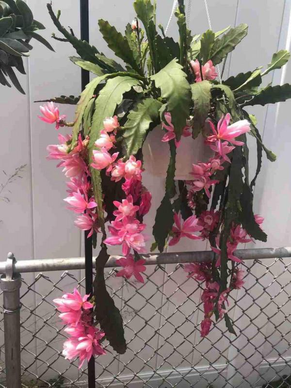 8月逛花市,看到3種花直接買回家,多曬太陽很快爆盆 8月逛花市,看到3種花直接買回家,多曬太陽很快爆盆