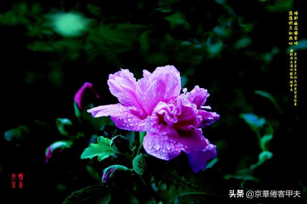 甲夫原創/友情鱗鴻：忌偽貴真坦相待，澹交久長靈心通