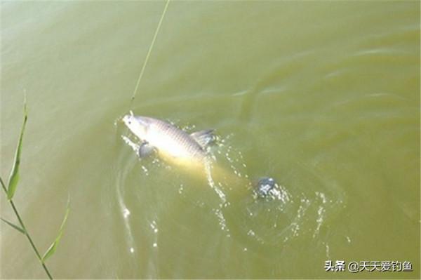 釣魚技巧：有2種調漂方法被稱萬能，一種是無鉤，另外一種是帶餌