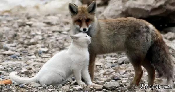 原來貓咪在動物界這麼不受歡迎,大家都不喜歡它 原來貓咪在動物界這麼不受歡迎,大家都不喜歡它