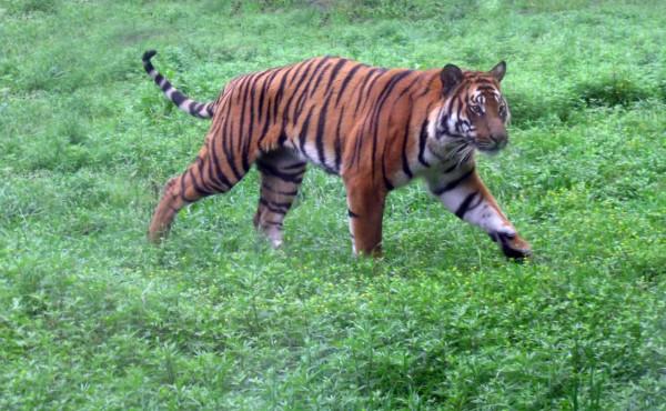 我為何深入野生大地,冒險跟拍猛獸?看近距離視野中它們有多迷人 我為何深入野生大地,冒險跟拍猛獸?看近距離視野中它們有多迷人