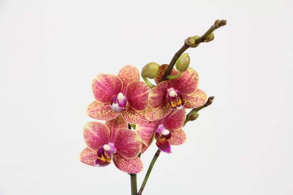 春節的蝴蝶蘭挺不過夏天?做好4點,妙手回春不是夢 春節的蝴蝶蘭挺不過夏天?做好4點,妙手回春不是夢