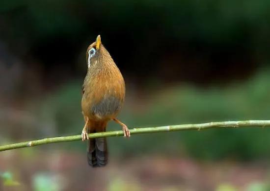 分享鳥類圖片-畫眉鳥