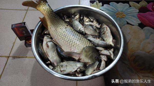 最煩人的四種小雜魚，武力值爆表，是釣魚人最大的敵人