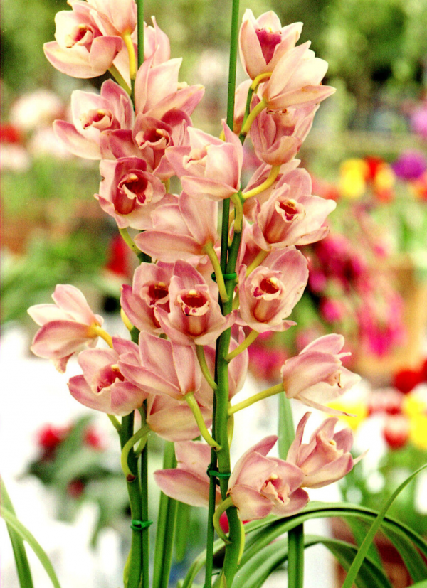 14種“過年花”，一個比一個大氣美麗，喜慶吉祥，超有幸福感