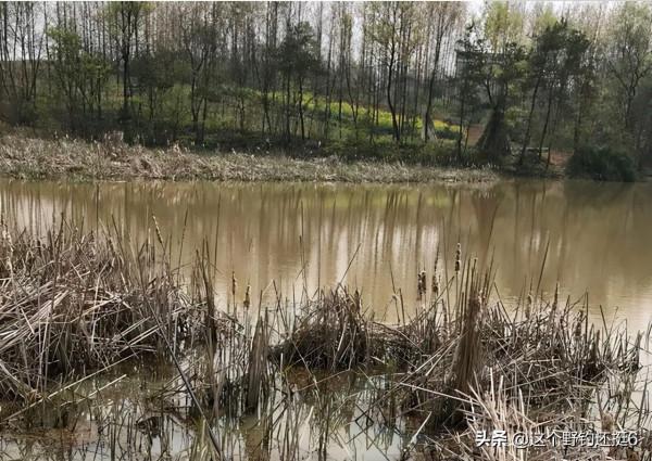冬季掌握釣鯽魚“三大定律”，作釣時得心應手，才能多釣幾條魚