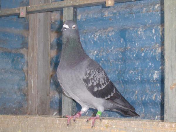 名家天落鳥和原舍鴿子的區別