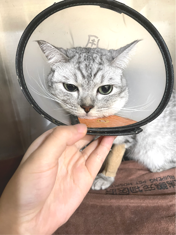 喵主子“鬧絕食”，到底腫麼了？