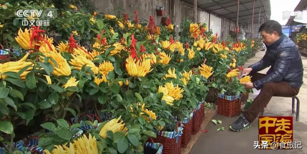 長成手指開花一樣的果子能吃嗎?好吃嗎?怎麼吃? 長成手指開花一樣的果子能吃嗎?好吃嗎?怎麼吃?