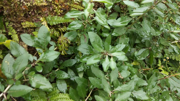 枸杞葉不被重視，摘點回家泡水喝，幫助睡眠好睡覺