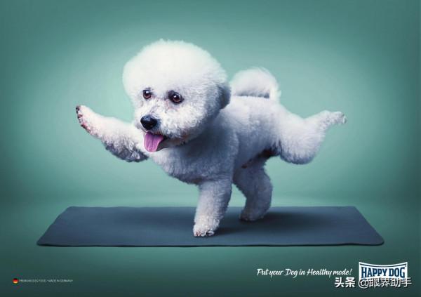 狗狗吃的好,瑜伽也能做起來 狗狗吃的好,瑜伽也能做起來