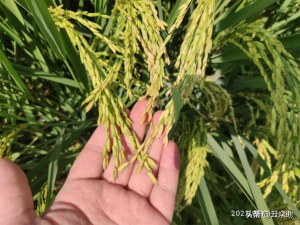 今年種水稻又是一個豐收年，但可能出現豐產不增收問題