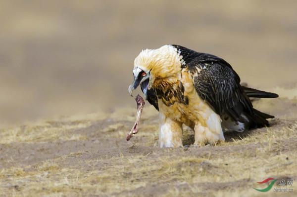 新疆的胡兀鷲，“十大怪”，珍稀奇葩