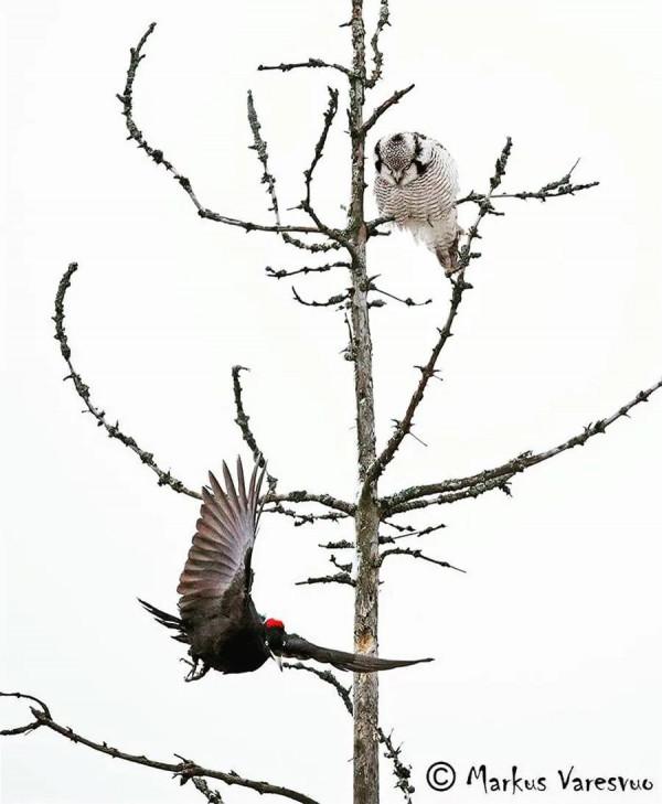 枝上鳥兒美如畫