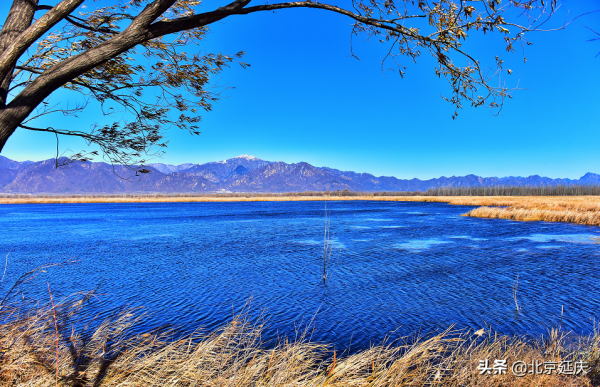 靜謐清幽，生機勃勃~最美冬奧城延慶盡顯冬日生態之美~