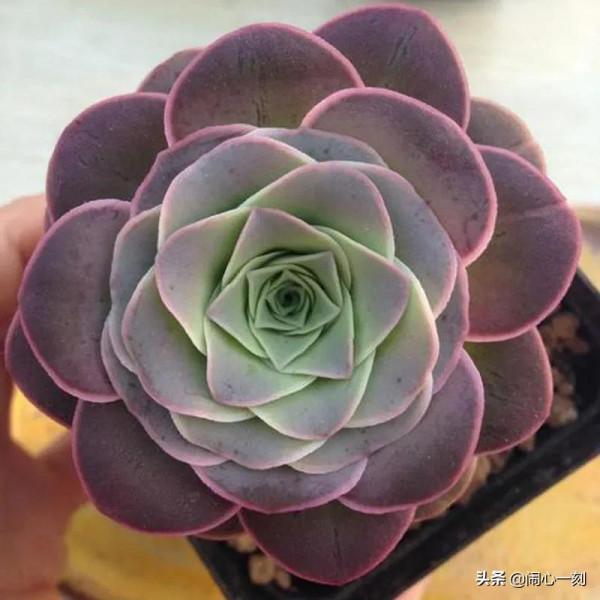 分享&mdash;&mdash;玫瑰多肉