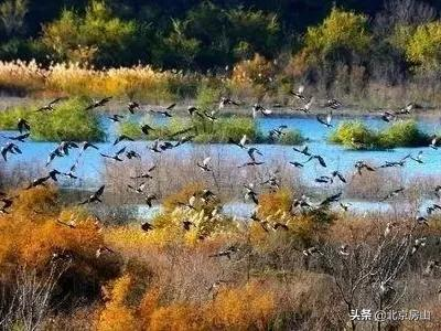 喜迎冬奧慶新春！美麗天鵝現身房山大石河！