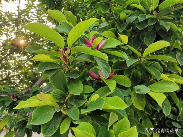 如果有庭院，記得種上這4種“仙樹”，開花時真是迷死人