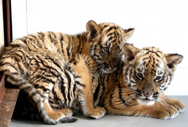 虎年看萌虎，哪對CP你最愛？