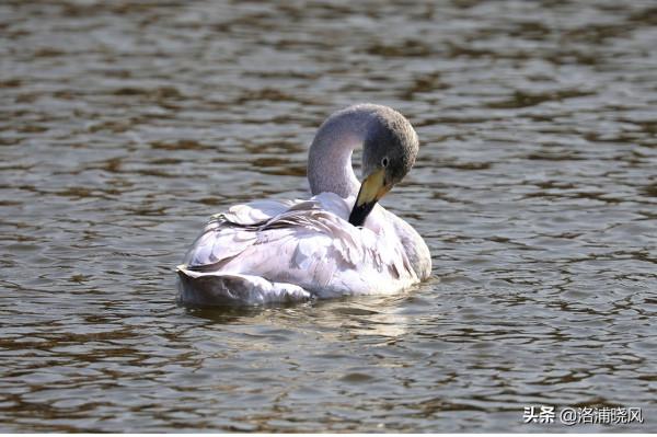 家鵝與天鵝是近親嗎？兼談家鵝與天鵝的區別