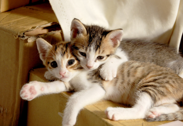 養寵知識:貓咪發出的咕嚕聲代表不同的含義,你知道嗎? 養寵知識:貓咪發出的咕嚕聲代表不同的含義,你知道嗎?