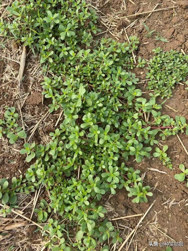 種菜土壤老是乾硬、板結?3個措施綜合管理,土質鬆軟,不妨一試 種菜土壤老是乾硬、板結?3個措施綜合管理,土質鬆軟,不妨一試