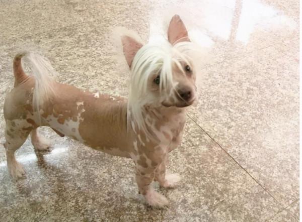 盤點幾種“很怕冷”的狗狗,這是凍成狗了嗎 盤點幾種“很怕冷”的狗狗,這是凍成狗了嗎