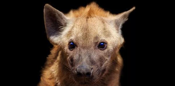 鬣狗愛乾淨?事實上關於鬣狗的這些傳聞都不真實,它們也不是犬科 鬣狗愛乾淨?事實上關於鬣狗的這些傳聞都不真實,它們也不是犬科