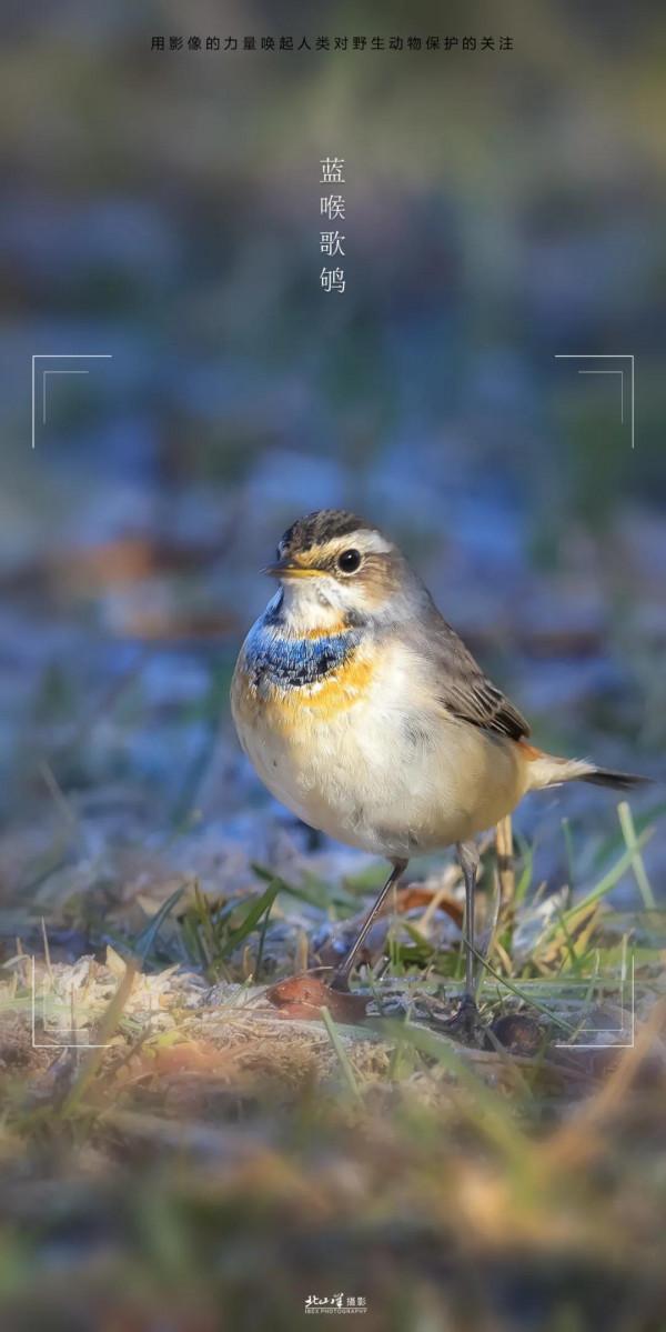 深冬,到新疆觀鳥,會有想不到的驚喜 深冬,到新疆觀鳥,會有想不到的驚喜