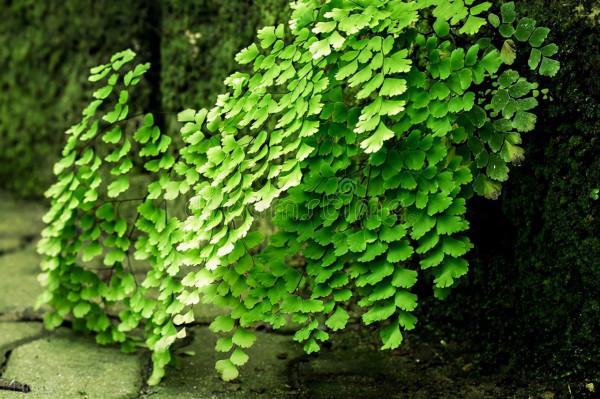 太實用了！45種常見植物養殖方法大全