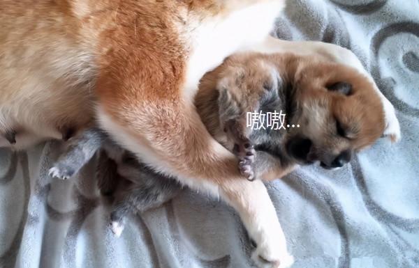 主人想要將幼崽賣掉,柴犬緊緊抱著不肯撒手:別再賣了可以嗎 主人想要將幼崽賣掉,柴犬緊緊抱著不肯撒手:別再賣了可以嗎