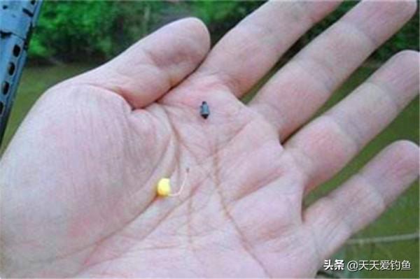 秋釣鯽魚，從中秋開始，秋末達到頂峰，愛釣鯽魚，多試試這種釣法