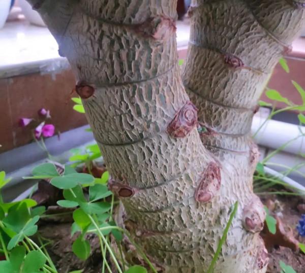 喜歡“小盆”的12種花，幹養多曬，擠著養，枝葉翠綠花大如碗