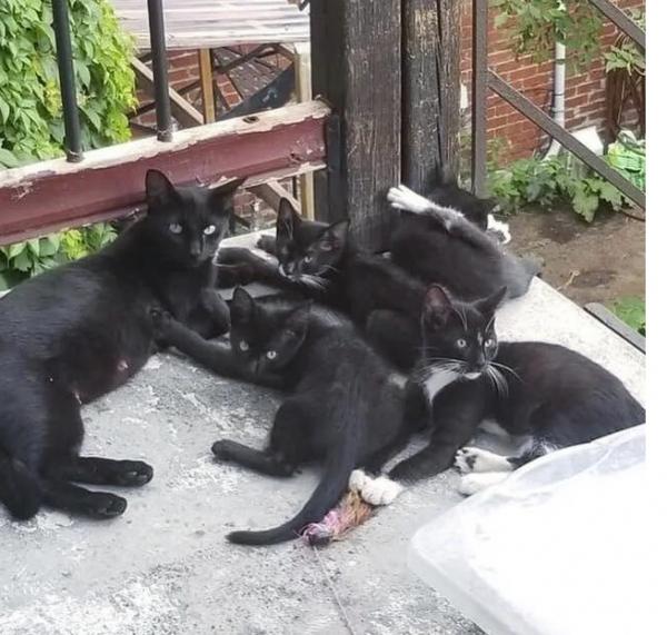 女子好心餵養流浪貓,隔斷時間後喵拖家帶口找上門:賴上我了嗎? 女子好心餵養流浪貓,隔斷時間後喵拖家帶口找上門:賴上我了嗎?