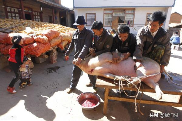 不能自家殺年豬了?來憶一下“殺年豬”的往事 不能自家殺年豬了?來憶一下“殺年豬”的往事