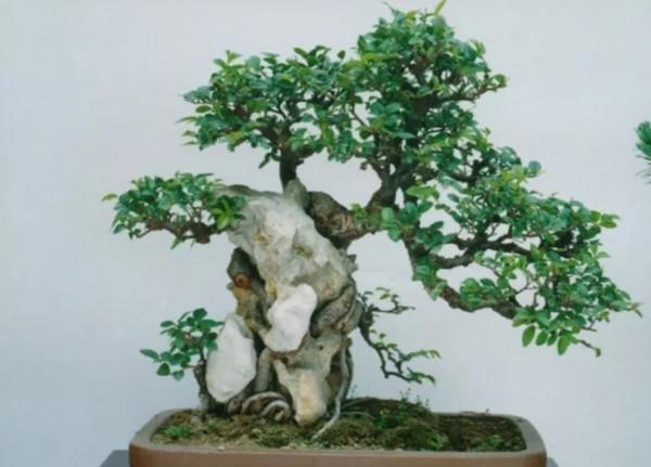 盆景不用買,5種常見的樹,做成盆景漂亮又美觀 盆景不用買,5種常見的樹,做成盆景漂亮又美觀