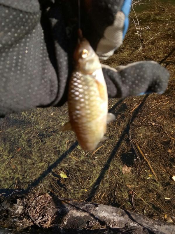 頻繁掛鉤斷線也未能阻止大板鯽爆護