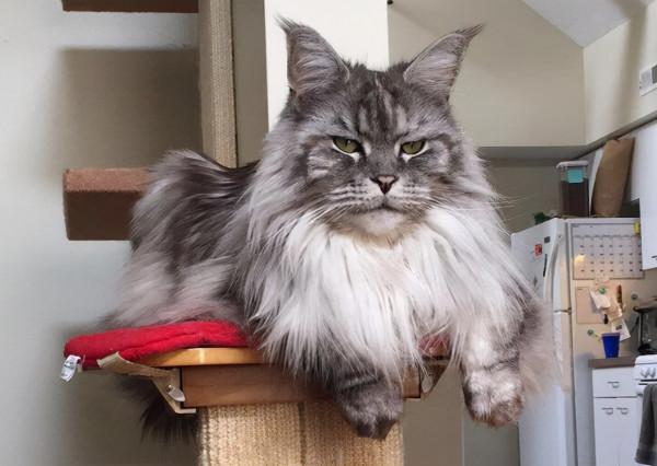 賣貓的人,不會告訴你,這幾種貓更好養 賣貓的人,不會告訴你,這幾種貓更好養