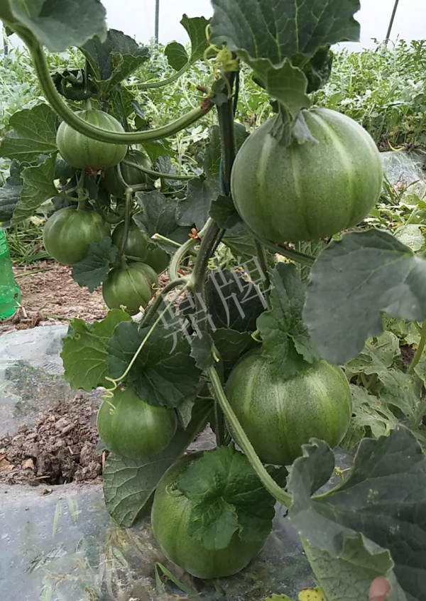 一株坐果15個,6元1斤,好賣得很 一株坐果15個,6元1斤,好賣得很