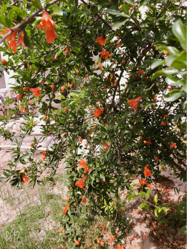 家有庭院,養好石榴盆栽,好運自然來 家有庭院,養好石榴盆栽,好運自然來