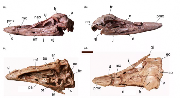 河南發現的這種鳥，天生反骨！與恐龍一起滅絕