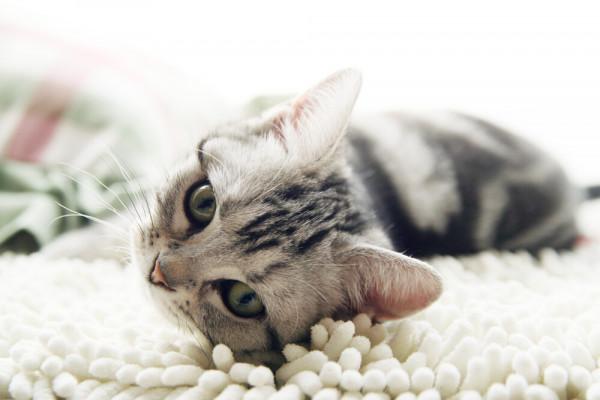 美國短毛貓丨銀虎斑