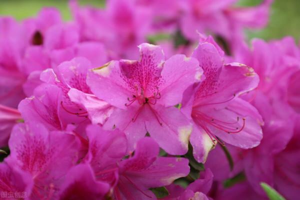 10種在冬季裡常見的耐寒花卉 10種在冬季裡常見的耐寒花卉