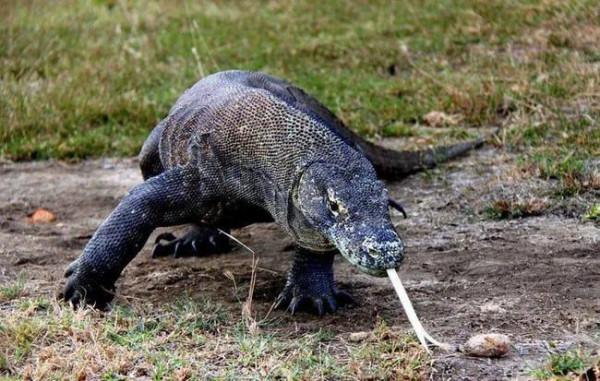 傳說中的恐龍有嘴唇嗎 傳說中的恐龍有嘴唇嗎