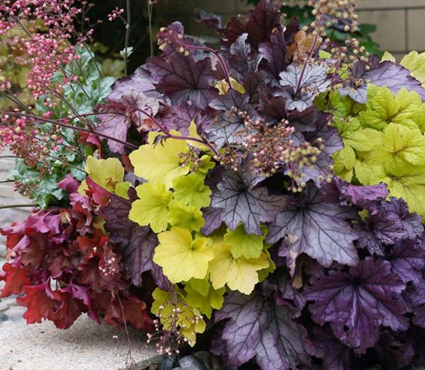 “24種”適合冬天種植的花草,現在種,來年春天花開滿園 “24種”適合冬天種植的花草,現在種,來年春天花開滿園