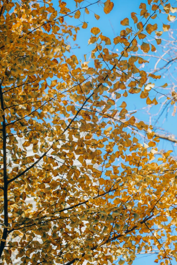 北京東路，喜提秋天