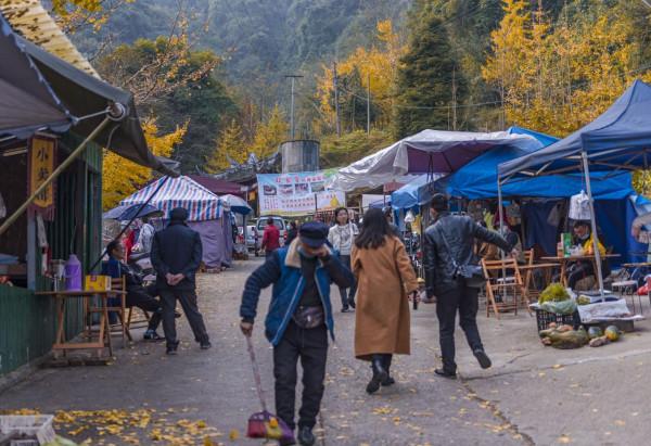 開車2小時也要來的成都古寺銀杏，不要門票很良心，每年只火七天