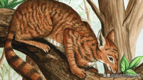 液體貓咪之謎：為什麼說貓都是液體？這竟然是被證明過的科學結論