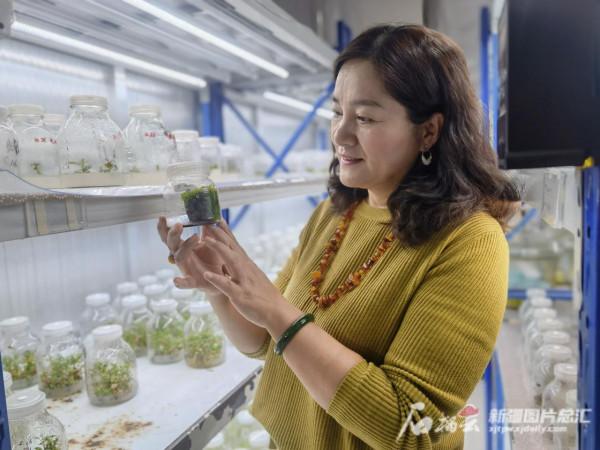 張道遠的苔蘚之戀：小苔蘚裡有大乾坤