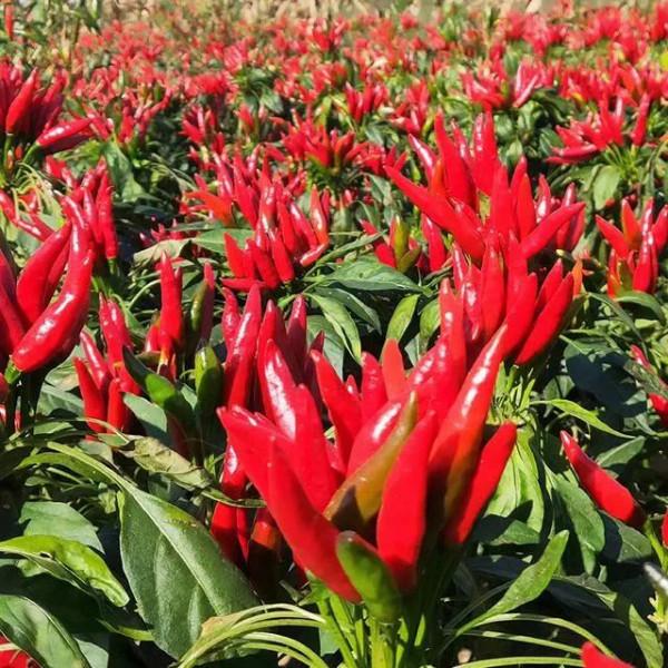 小辣椒，大產業。2022年朝天椒種植面積是多還是少？